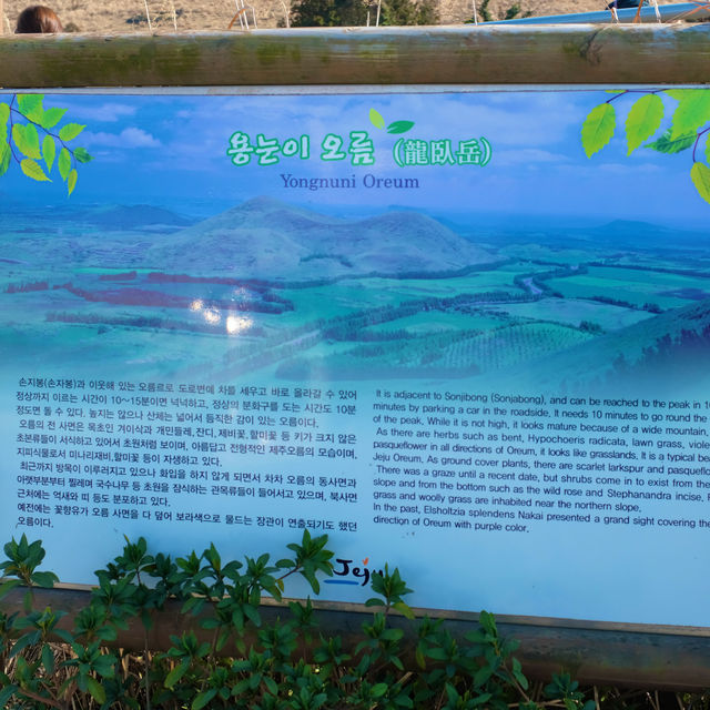 이국적인 풍경의 산책하기 좋은 제주 명소 - 용눈이 오름