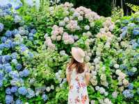 Ajisai @ Hydrangea in Niigata 