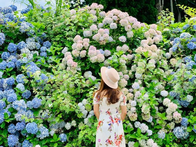 Ajisai @ Hydrangea in Niigata 