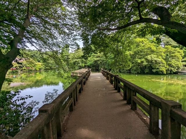 日本東京-夏日消暑好去處：井之頭恩賜公園