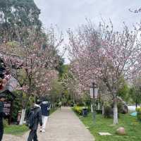 Discover the Magic of Lijiang's Black Dragon Pool