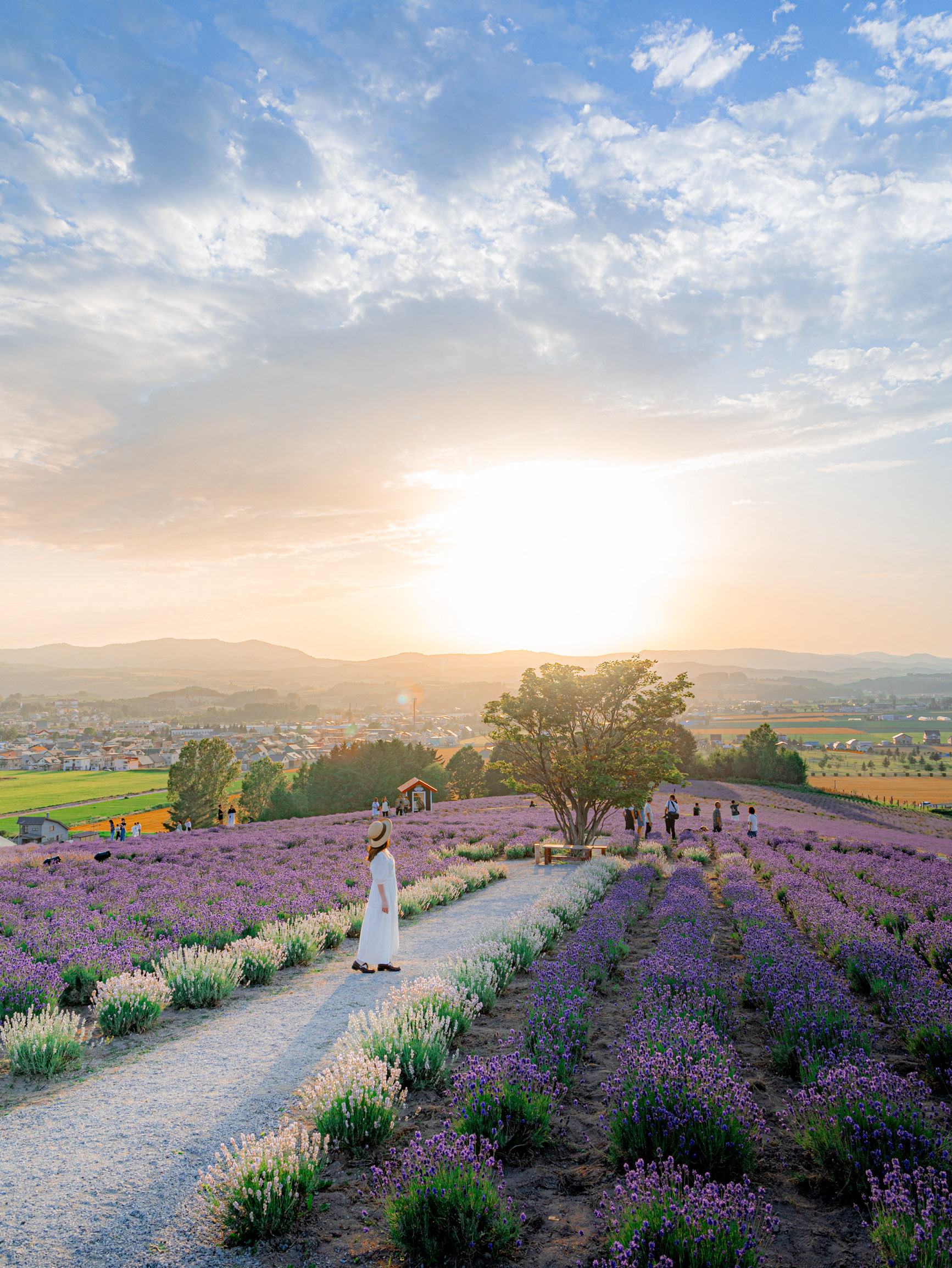 ラベンダー 北海道上富良野町】一面に広がるラベンダー！日の出公園！ | Trip.com