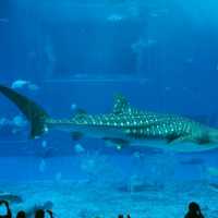 世界前三大水族館-沖繩美麗海水族館