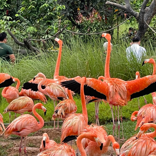 A Colorful Adventure at Bird Paradise Singapore