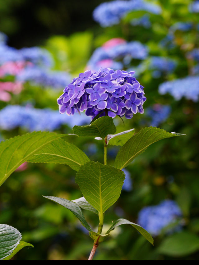 大阪の穴場あじさいスポット☺️💠💐蜻蛉池公園