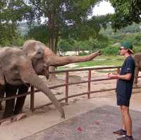 Samui Elephant haven คนรักช้าง