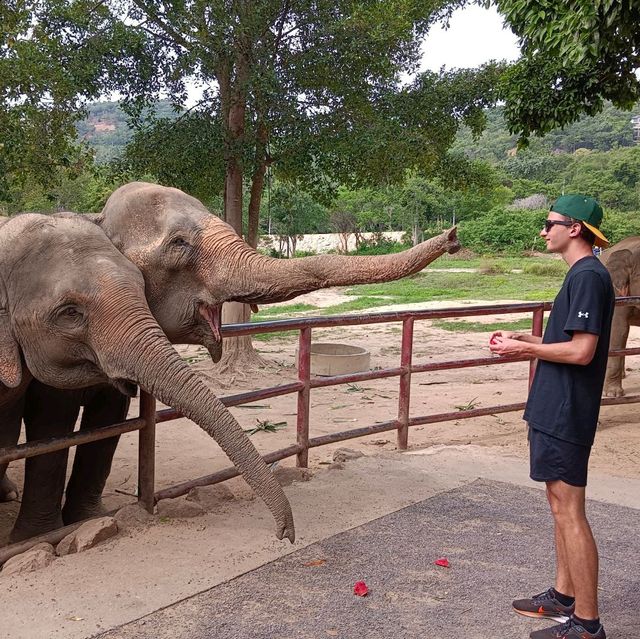 Samui Elephant haven คนรักช้าง