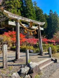 澄んだ水・鯉・紅葉の絶景、モネの池