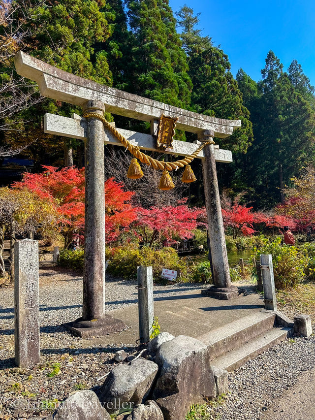 澄んだ水・鯉・紅葉の絶景、モネの池