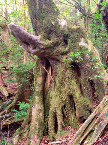 一度は行きたい世界遺産🌲屋久島🌲 | Trip.com 屋久島町