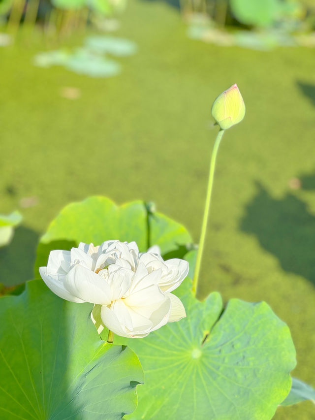 【福井 南越前町】美しいハスの花が咲き誇る「花はす公園」⛲️