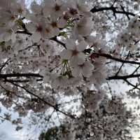 名古屋名城公園：親子賞櫻好去處，適合春天戶外活動