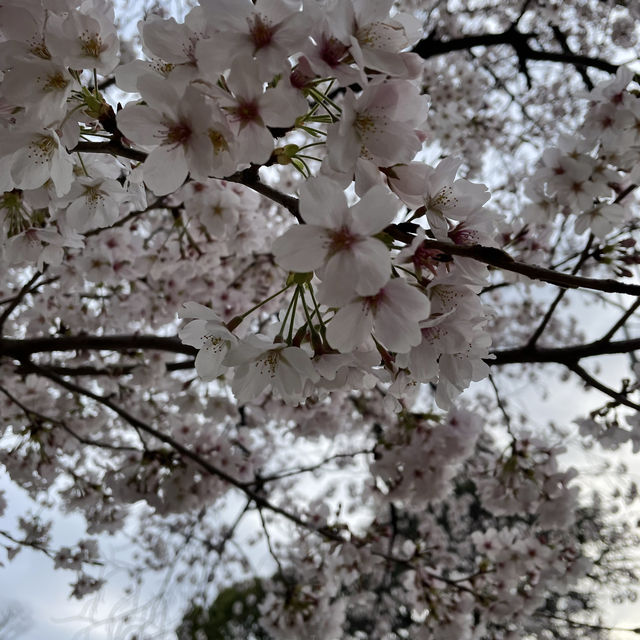 名古屋名城公園：親子賞櫻好去處，適合春天戶外活動