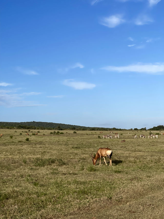 🦁 Experience the Wild at Kruger National Park 