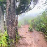 ภูสอยดาว - พิชิตลานสน ชมดอกหงอนนาค