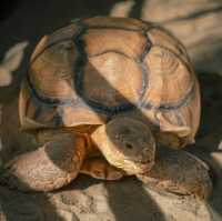 Thavorn Palm Beach's Petting Zoo