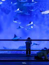 พาชมโลกใต้น้ำที่ Shanghai Ocean Aquarium 🇨🇳
