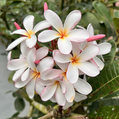 シンガポール世界遺産🇸🇬 “National Orchid Garden” | Trip.com