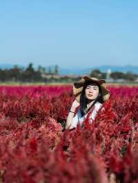 I Love Flower Farm สวนดอกไม้เชียงใหม่