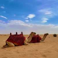 Exciting Dune bashing & Camel experience in Dubai Desert