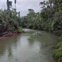 Daintree Rainforest: A Journey into Australia’s Pristine and Ancient Wilderness