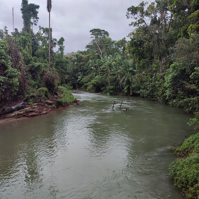 Daintree Rainforest: A Journey into Australia’s Pristine and Ancient Wilderness