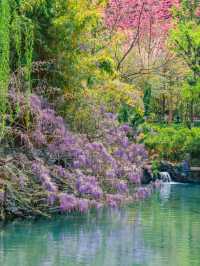 【雲南豐澤植物園】春日追花好去處🔥🔥，5-10月賞海菜花🏖️