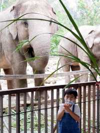 สวนสัตว์เปิดเขาเขียว จ.ชลบุรี 🦒🐘🌳 