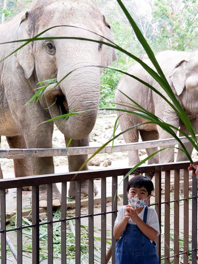 สวนสัตว์เปิดเขาเขียว จ.ชลบุรี 🦒🐘🌳 
