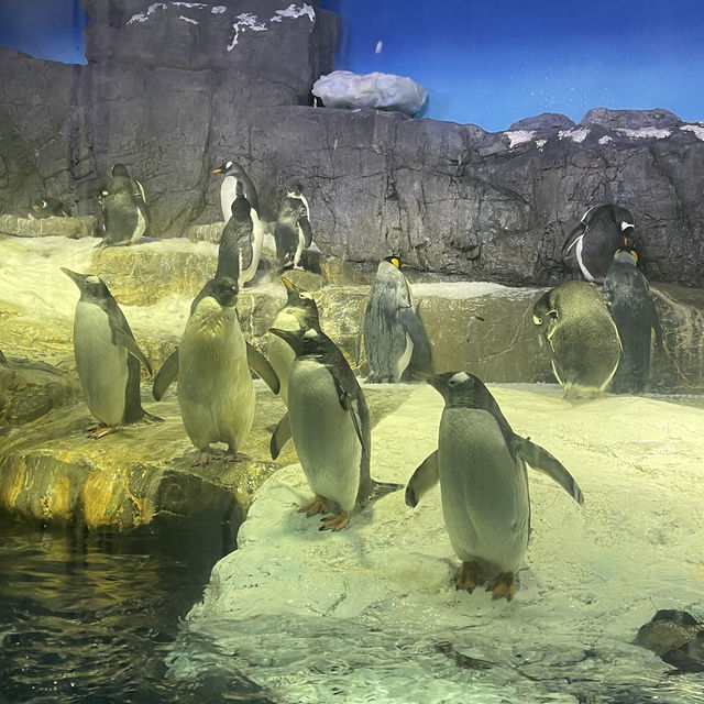 大阪自由行｜大阪水族館海遊館