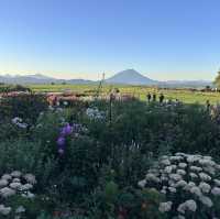 北海道｜Lake hill farm：洞爺湖畔花園牧場冰淇淋，悠閒親子美食景點