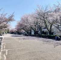 【日本美食文化】星鰻料理、咖啡與姬路城，一場令人難忘的旅程🌸