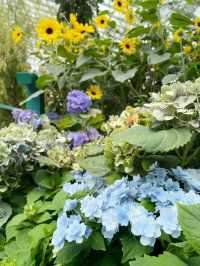 The best place to see beautiful flowers in Singapore
