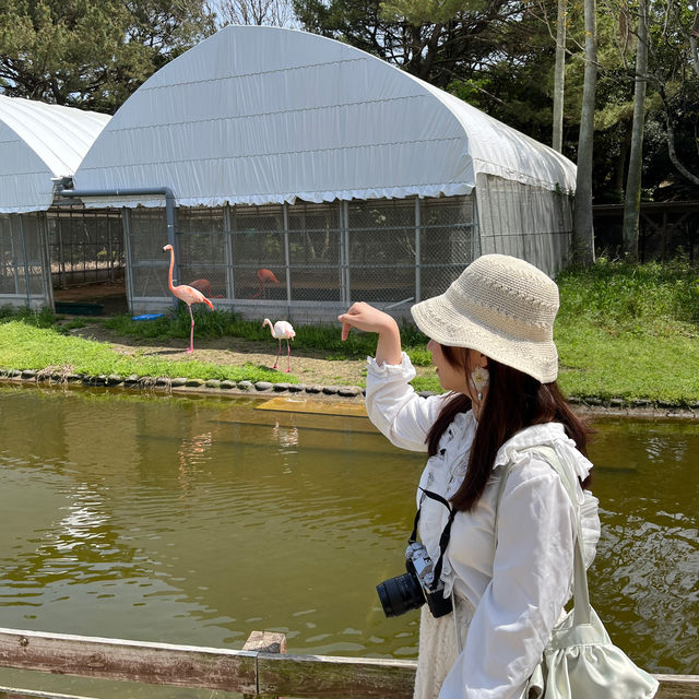 福岡｜ 💙絕美浪漫藍色花海@海之中道海濱公園