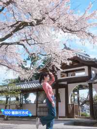 名古屋小眾🌸賞櫻景點-香積院