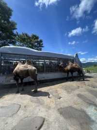 近距離餵動物嘅難忘體驗 