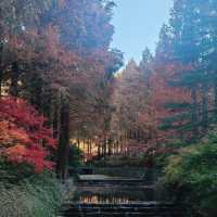 Breathtaking Views and Fall Colours at Jangtaesan Mountain
