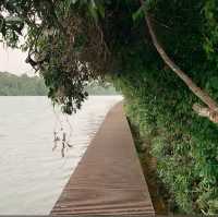 Lush Trails & Tranquil Waters at MacRitchie Reservoir