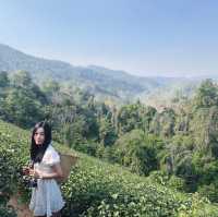 ไร่ชาลุงเดช เชียงใหม่ 🌱