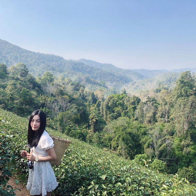 ไร่ชาลุงเดช เชียงใหม่ 🌱