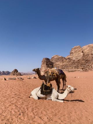 A Day in Wadi Rum: Jeep Adventure & Sleeping Under the Stars in a Capsule Hotel!