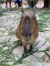 ไปชมความน่ารักของน้องหมูเด้งและผองเพื่อน