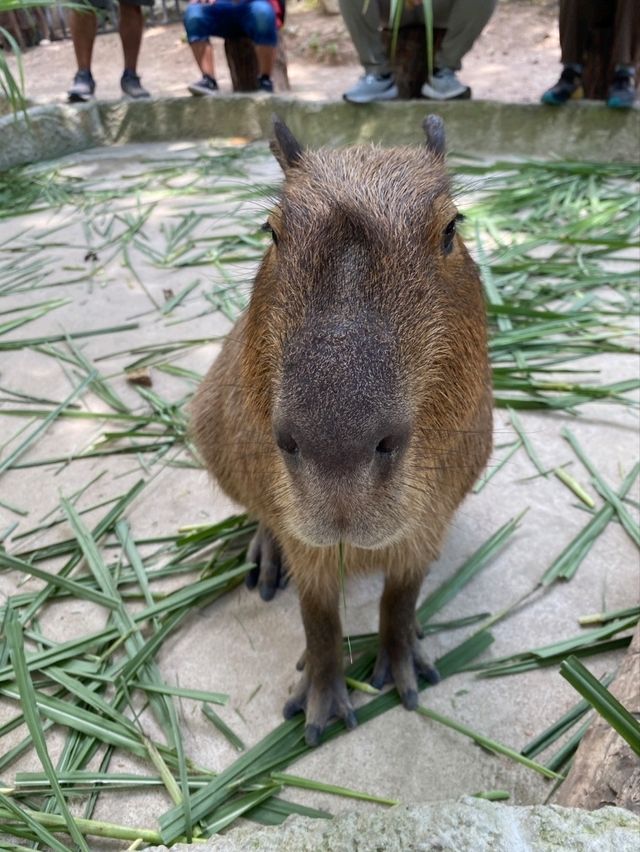 ไปชมความน่ารักของน้องหมูเด้งและผองเพื่อน
