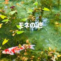 【岐阜】岐阜県関市にあるモネの池🐟