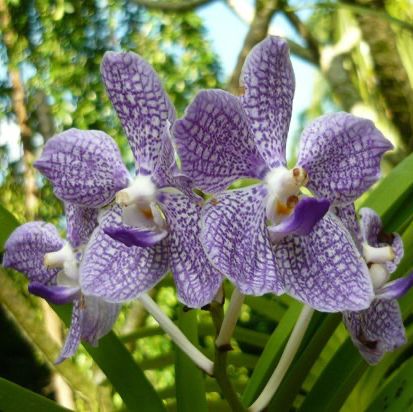 A Floral Paradise in National Orchid Garden 🇸🇬