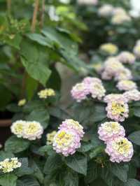 【金鐘】香港公園：期間限定香花展覽