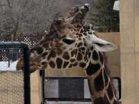 旭川動物園 邂逅企鵝散步