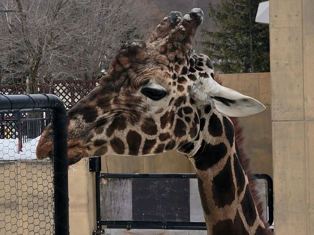 旭川動物園 邂逅企鵝散步