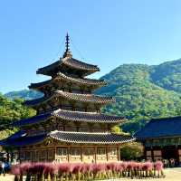 보은 법주사 국화축제