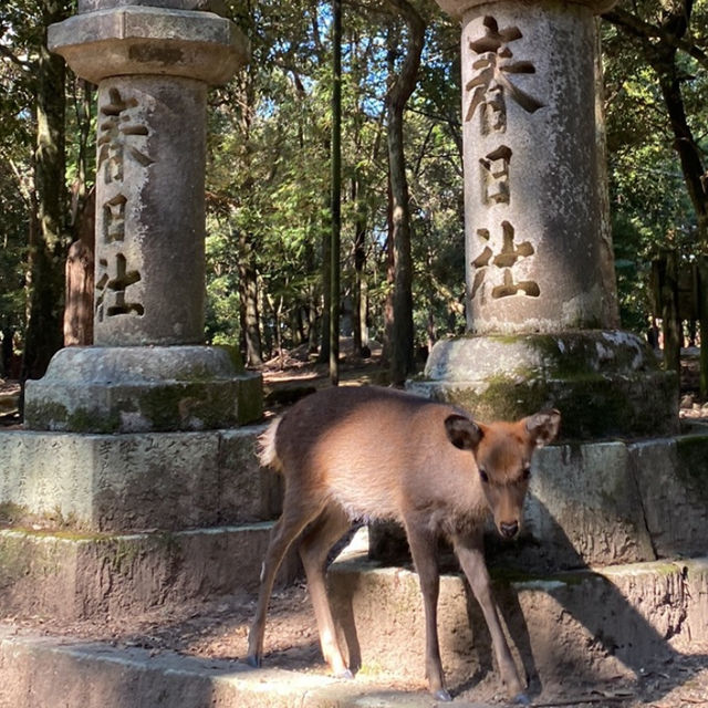 奈良°ㅣ原始森林中的千年神社ㅣ被鹿包圍的春日大社
